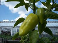 banana pepper