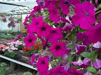 morning glory