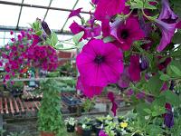 morning glory