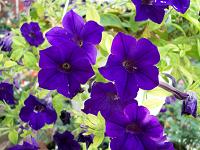 morning glory