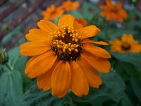 some flower